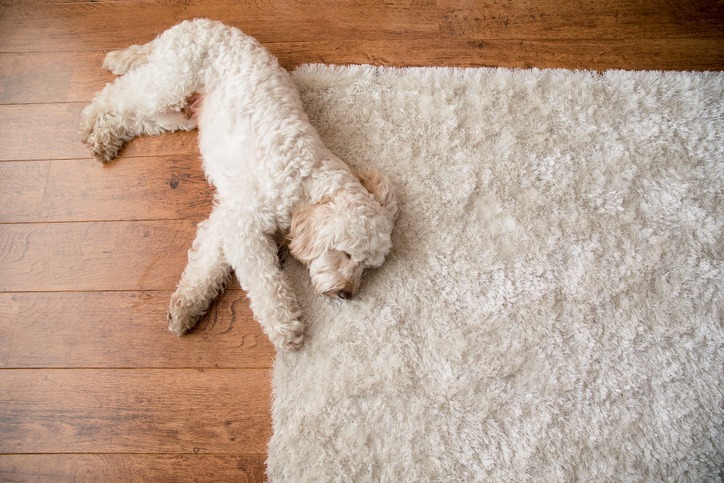 Decorating tips - dog on cozy rug